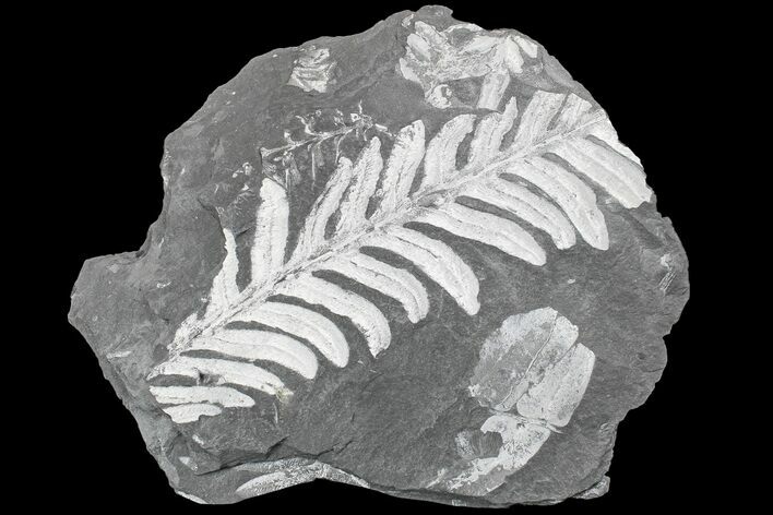 Fossil Seed Fern (Alethopteris & Neuropteris) Plate -Pennsylvania #168377